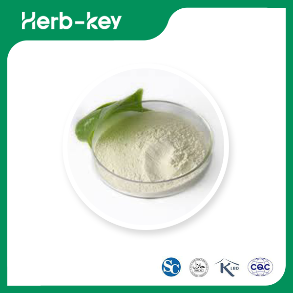 Poudre de Lactobacillus Bulgaricus