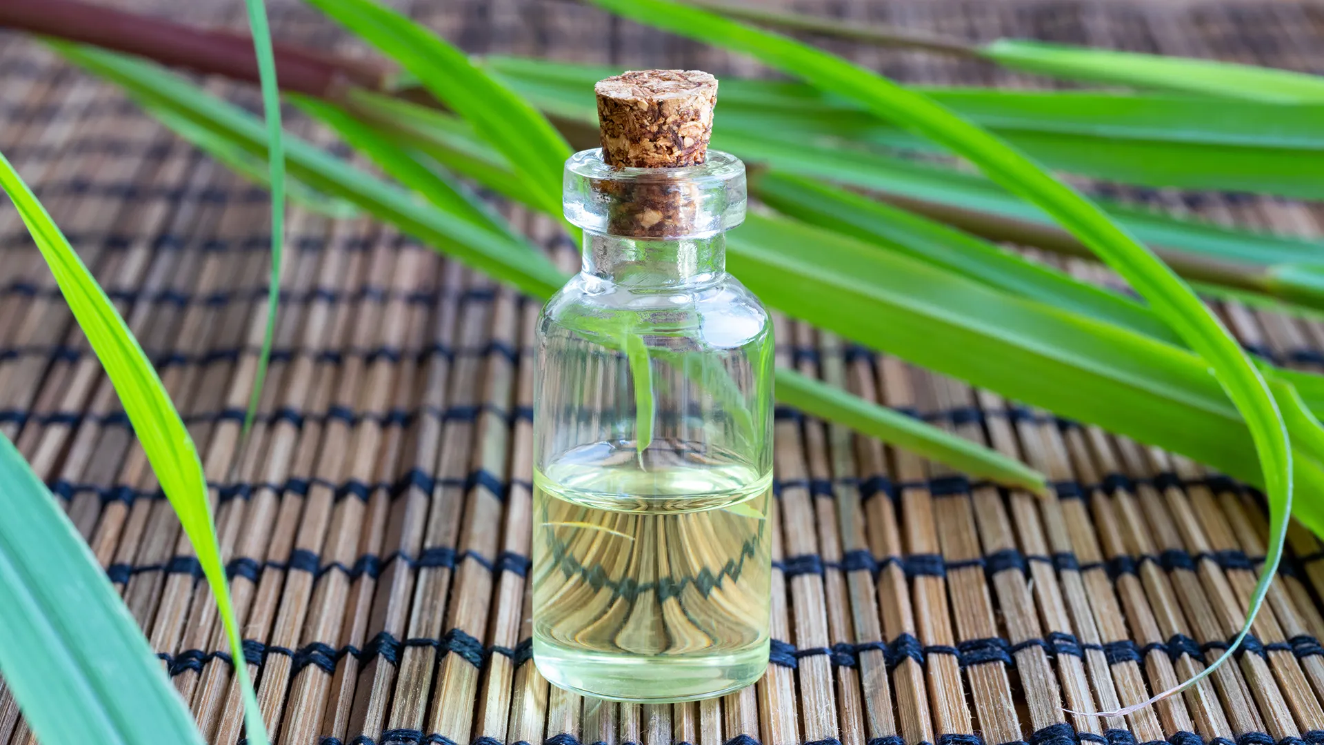 Valeur nutritionnelle et application de l'huile de citronnelle